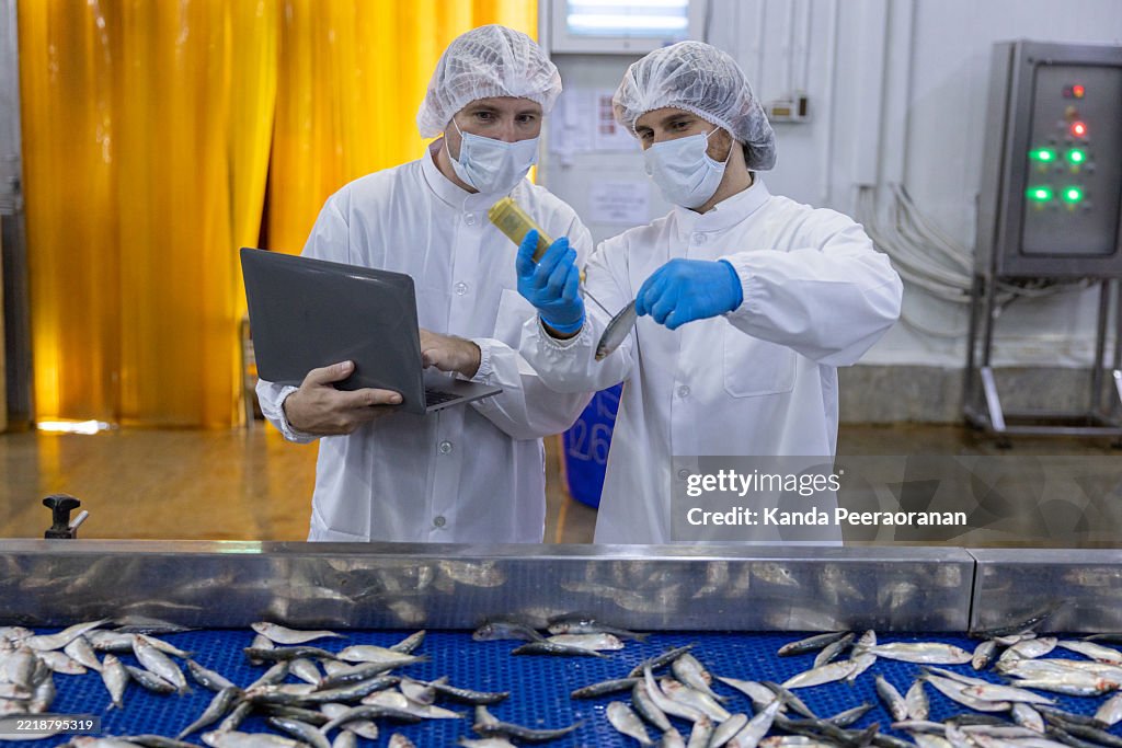 Fish Inspection Quality Control Inspectors Examining Fish In Processing Plant High-Res ...