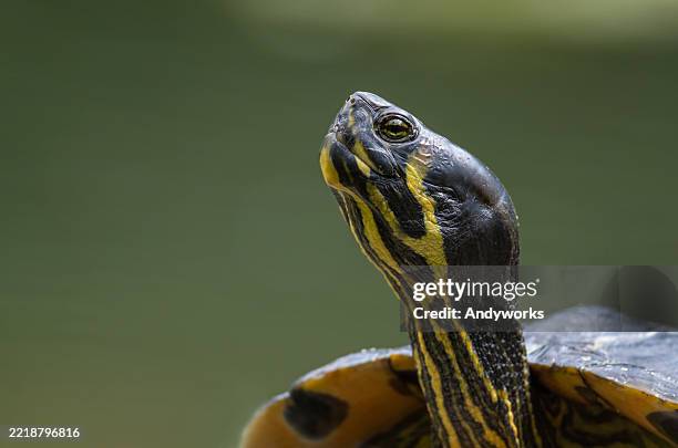 beautiful yellow-bellied slider (trachemys scripta scripta) - cute turtle stock pictures, royalty-free photos & images