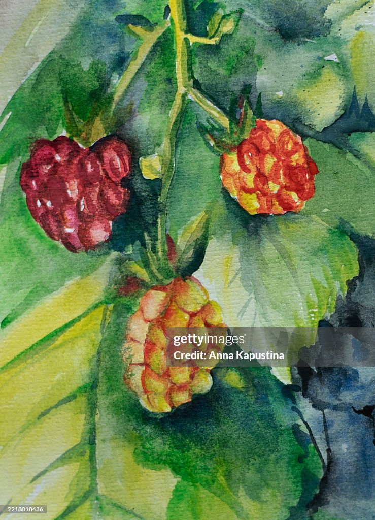 Bunch of raspberries, on which three berries: green, underripe, ripe watercolor