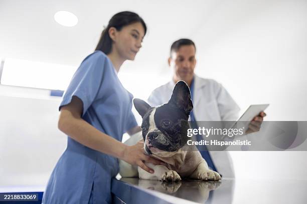 tierarzt untersucht einen hund mit seiner assistentin - medizinische testergebnisse stock-fotos und bilder