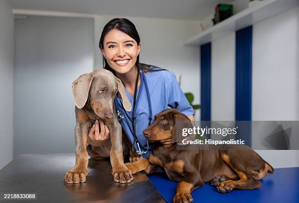 portrait d’un vétérinaire heureux souriant avec deux chiots - vétérinaire photos et images de collection