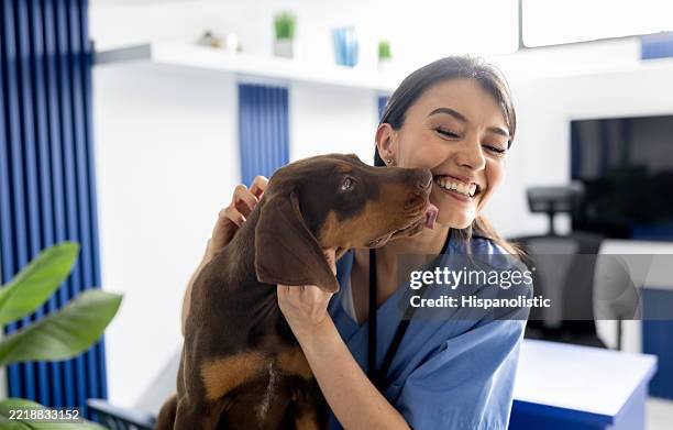 chien aimant lécher un vétérinaire sympathique - vétérinaire photos et images de collection