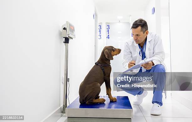 veterinarian weighing a puppy and taking notes on a clipboard - animal welfare stock pictures, royalty-free photos & images
