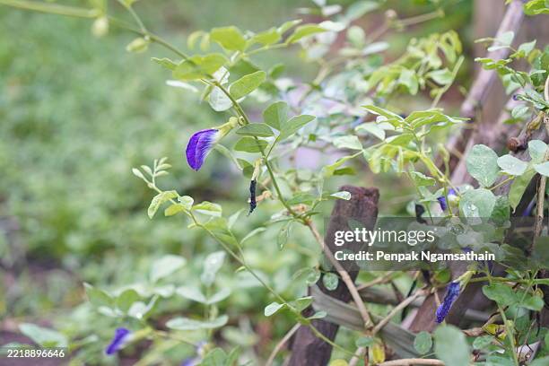 blue butterfly pea violet color flower clitoria ternatea l. in soft focus on green blur nature background flowering vine blooming in garden, which grows in tropics of asia, clitoria ternatea single blue - violet flower drawing stock pictures, royalty-free photos & images