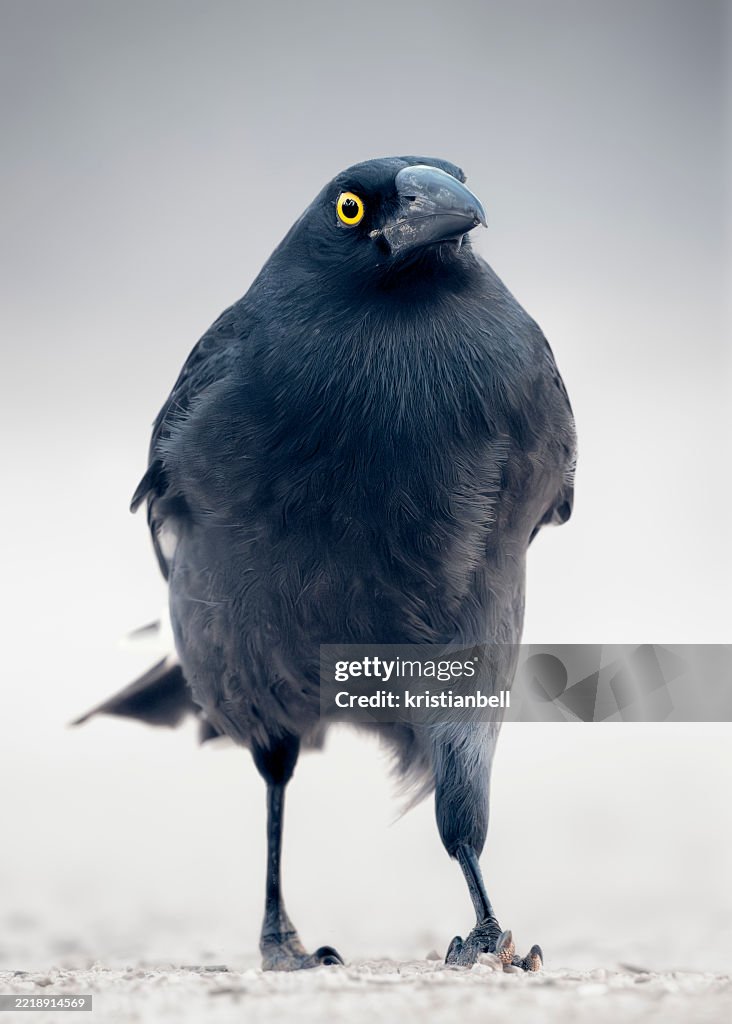 Close-up portrait of a wild pied currawong (Strepera graculina) walking towards the camera, Australia