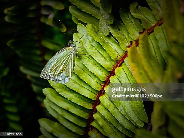 nostalgia,when one allows oneself to be corrupted by those absences we call memories,and one - groot geaderd witje stockfoto's en -beelden