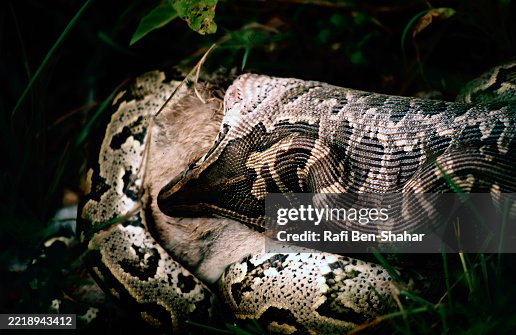 Rock python swallowing a scrub hare Rock python swallowing a scrub hare