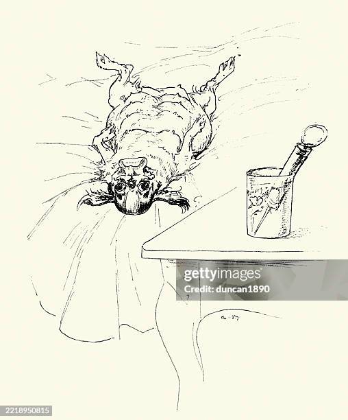 small pekingese lap dog laid on her back, 19th century, victorian, vintage illustration, 1890s - animal lying on back stock illustrations