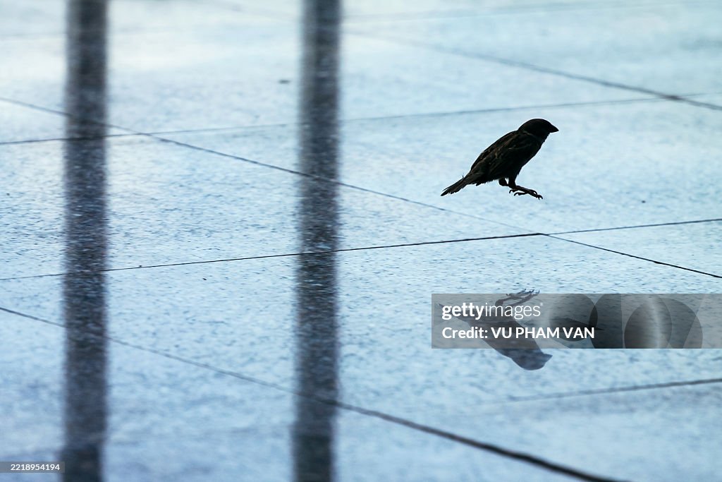 Espanola cactus finch bird jumping on tile ground with reflection