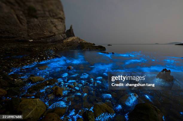 bioluminescent waves at rocky seashore under night sky - plancton photos et images de collection