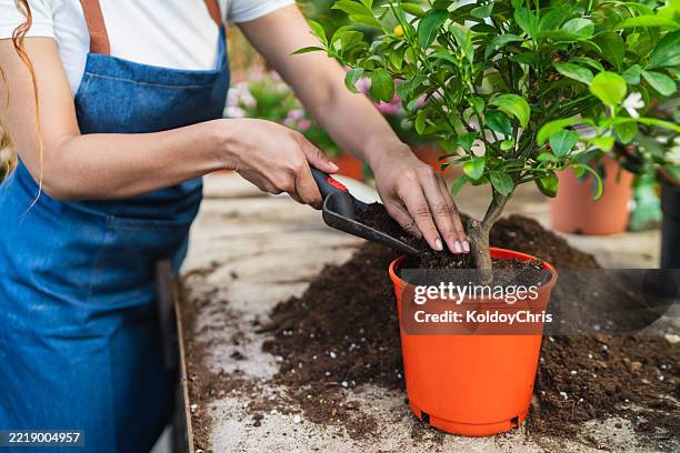 woman repotting small citrus tree in plant nursery - fruit tree stock pictures, royalty-free photos & images