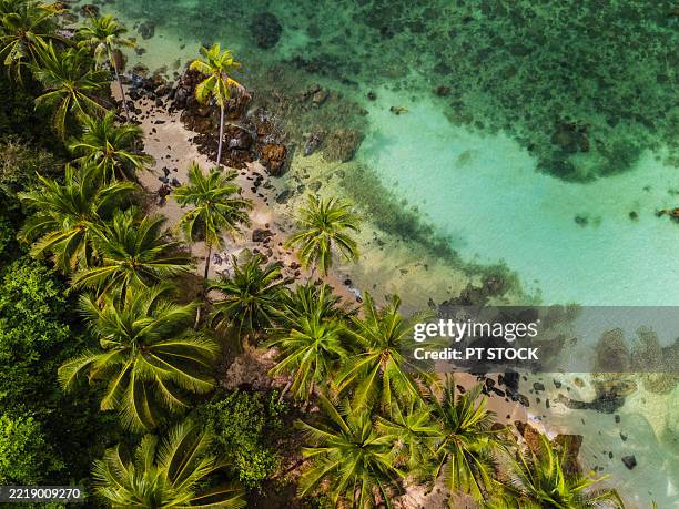 aerial view of a lush tropical coastline with palm trees, rocky shore, and crystal-clear turquoise water ideal for vacation themes. - indian ocean stock pictures, royalty-free photos & images