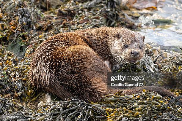 otter on the island of mull, scotland - european otter stock pictures, royalty-free photos & images