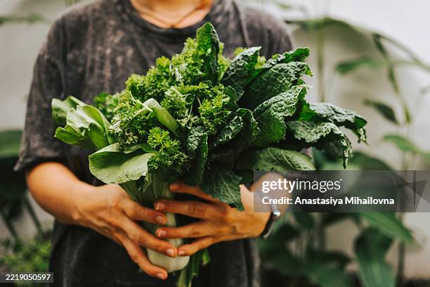women's hands hold a lettuce, kale and parsley leaves.сoncept of delicious and healthy food - couve imagens e fotografias de stock