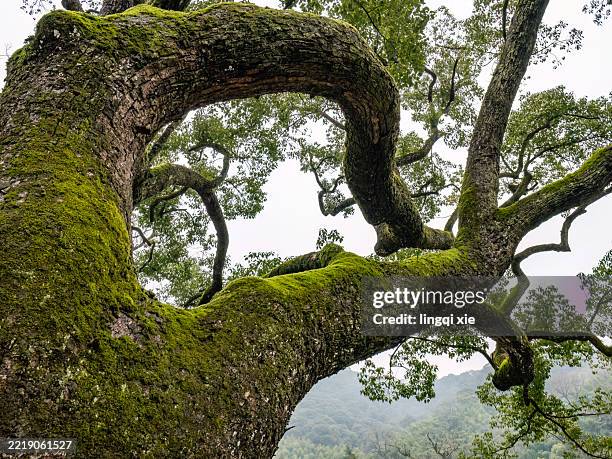 curving ancient tree branch framed against misty green hills - ancient oak stock pictures, royalty-free photos & images