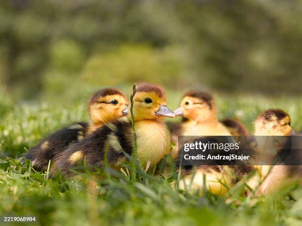 Duck Springy 2,063 Spring Duckling Stock Photos, High-Res Pictures, and Images ...