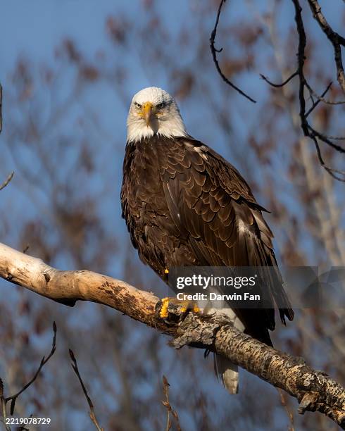 bald eagle perching on a tree branch - boise stock pictures, royalty-free photos & images