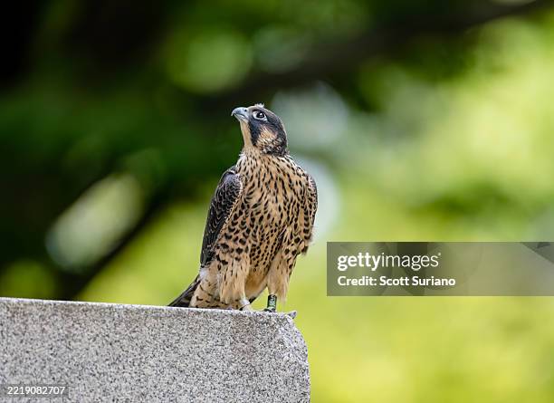 dramatically focused peregrine falcon perched on a stone with a blurred green background - falcon feather pattern fotografías e imágenes de stock