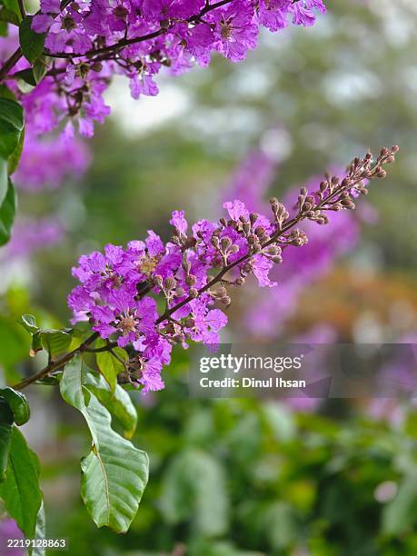 Murtle 206 Tropical Crape Myrtle Stock Photos, High-Res Pictures, and Images ...