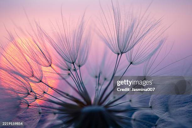 semilla de diente de león en el crepúsculo - escena de tranquilidad fotografías e imágenes de stock