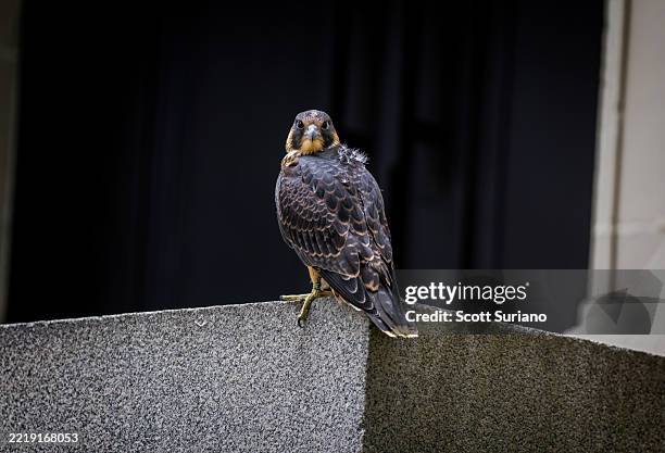 juvenile peregrine falcon resting on urban concrete ledge in city setting - falcon feather pattern fotografías e imágenes de stock