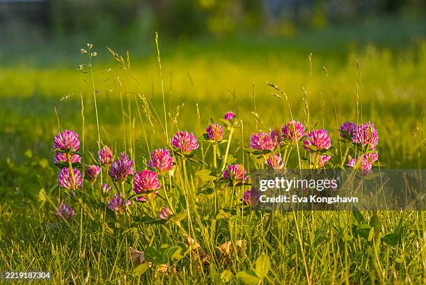 the clovers come in different colors and can fill your garden easily, maybe you can find a four leaf clover for luck - clover sprouts stock pictures, royalty-free photos & images