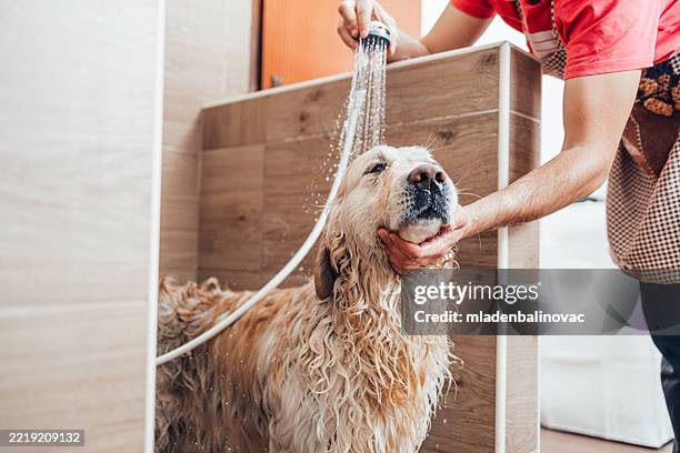 hombre lavando a su perro golden retriever en la ducha - peluquero de animales fotografías e imágenes de stock