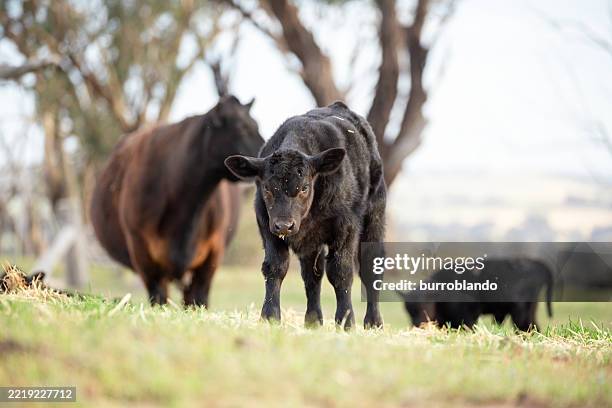 vaches black angus broutant de l’herbe verte luxuriante dans une ferme rurale - vache aberdeen angus photos et images de collection