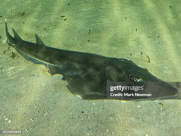 guitarfish (shovelnose ray) - shovelnose guitarfish stock pictures, royalty-free photos & images