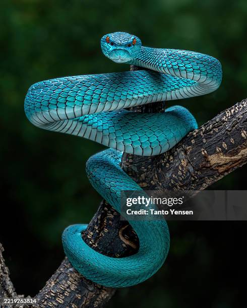 Vipers Blets 520 Blue Viper Stock Photos, High-Res Pictures, and Images - Getty Images