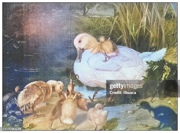 antique famous painting from the 19th century: the ugly duckling by henrietta ward - dodging stock illustrations