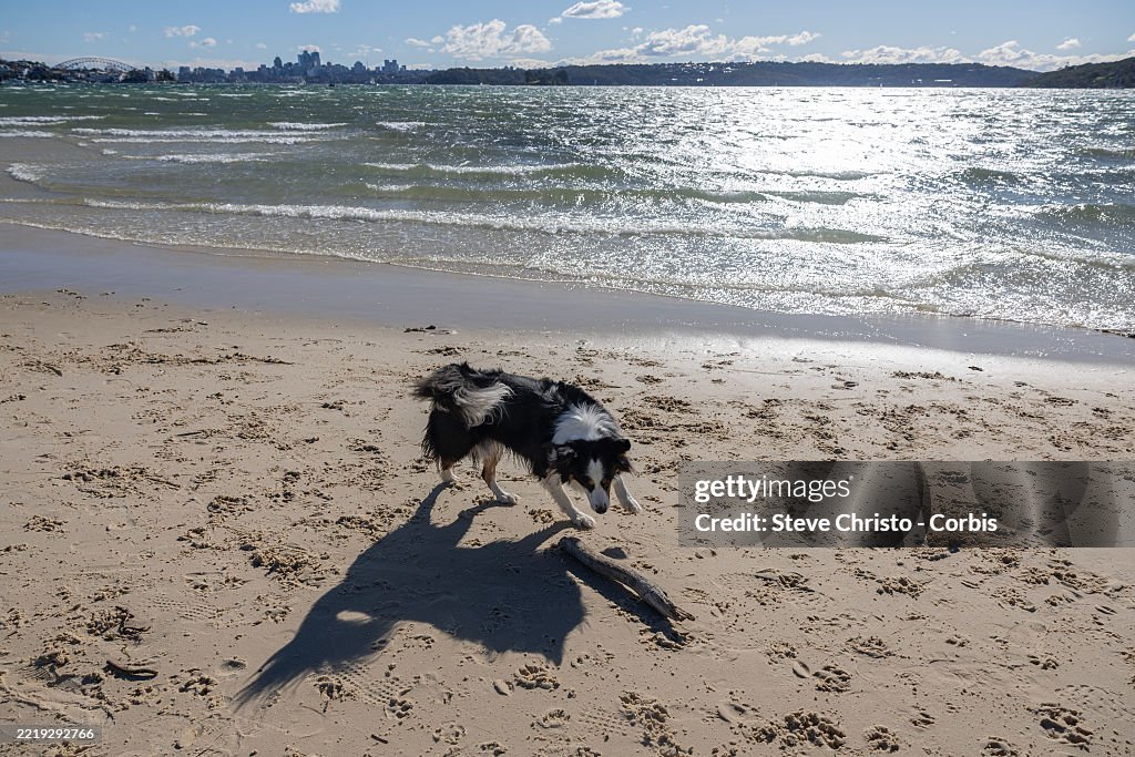 Dog Walks
