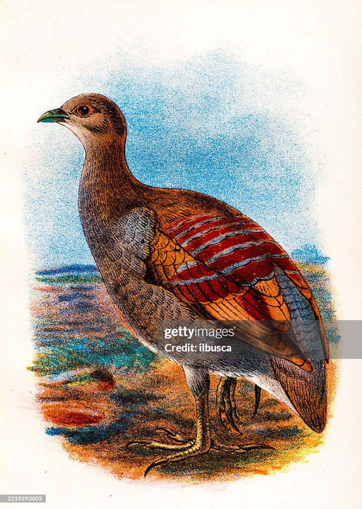 Wallace's Painted Megapode