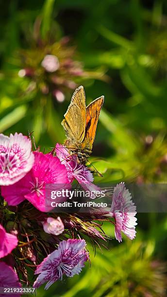 127 Wild Sweet William Stock Photos and High-Res Images - Getty Images