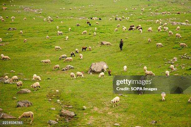 Kashmiri nomadic man grazes his sheep near the Pir Panjal Pass south of capital city Srinagar.. The Gujjar and Bakarwal pastoralist community are...