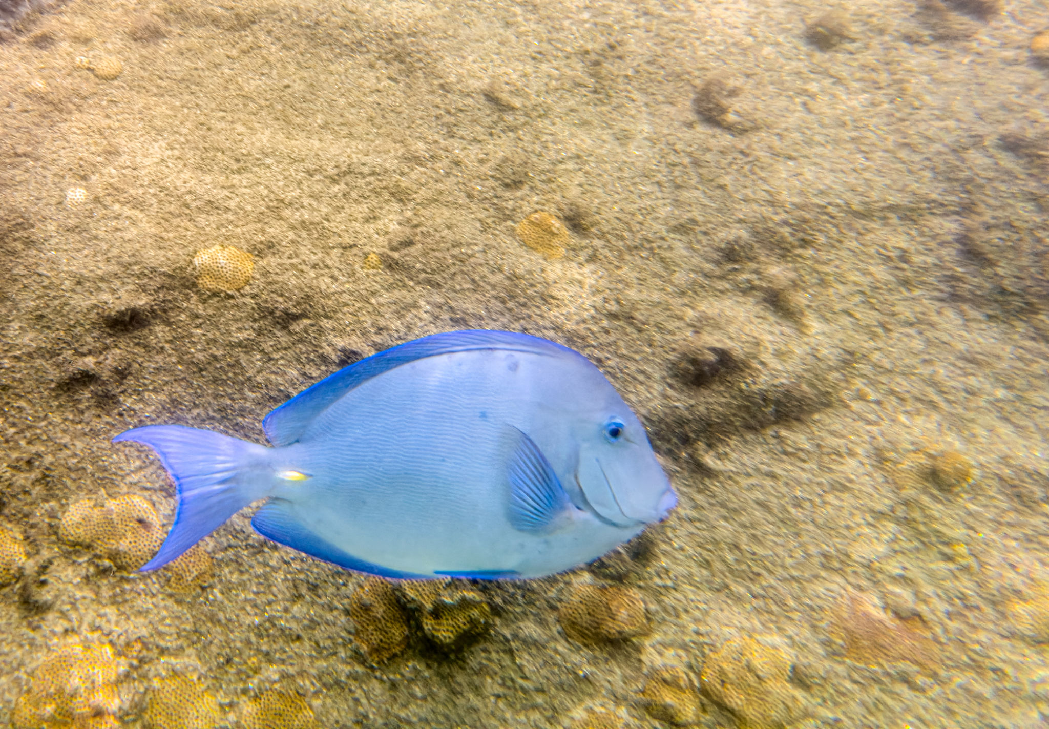 snorkeling caribbean