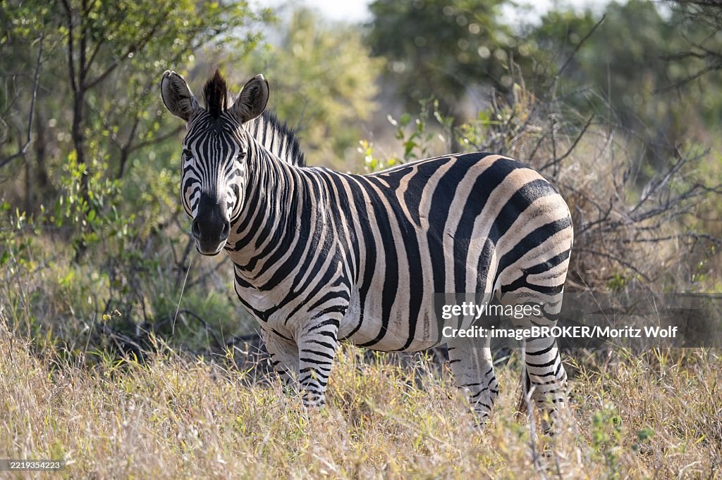 Plains zebra (Equus quagga), adult, in tall grass, Kruger National Park, South Africa, Africa