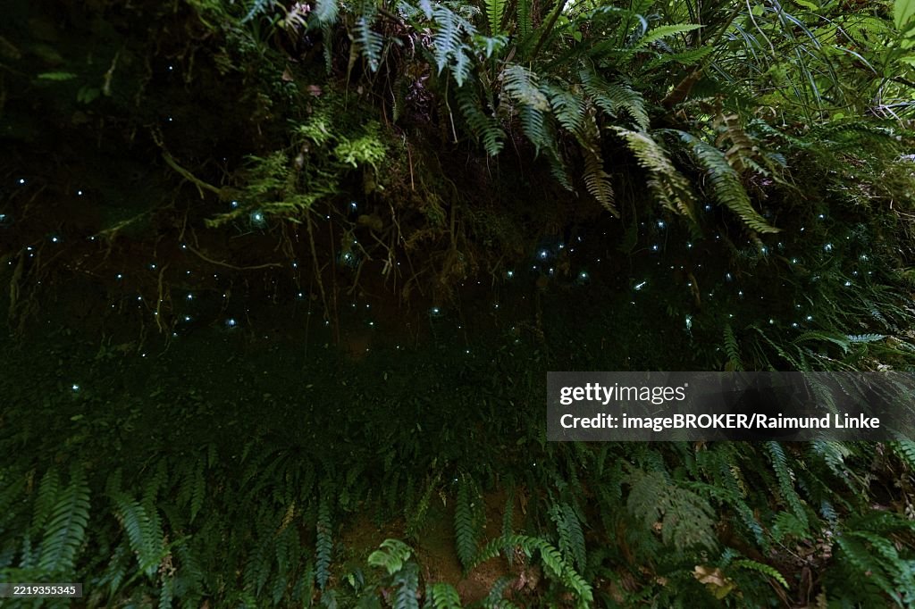 Bioluminescence, luminous glowworm (Arachnocampa luminosa), maggot of the fungus gnat (Mycetophilidae), Waterfall track, Mclaren Fall Park, Omanawa, North Island, New Zealand, Oceania