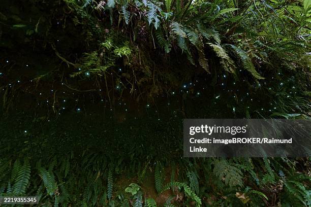 bioluminescence, luminous glowworm (arachnocampa luminosa), maggot of the fungus gnat (mycetophilidae), waterfall track, mclaren fall park, omanawa, north island, new zealand, oceania - arachnocampa luminosa stock pictures, royalty-free photos & images