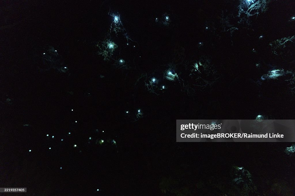 Bioluminescence, glowing glowworm (Arachnocampa luminosa), maggot of the fungus gnat (Mycetophilidae), Waterfall track, Mclaren Fall Park, Omanawa, North Island, New Zealand, Glowing dots in the dark convey a sense of mystery and magic, Te Manaroa Spring,