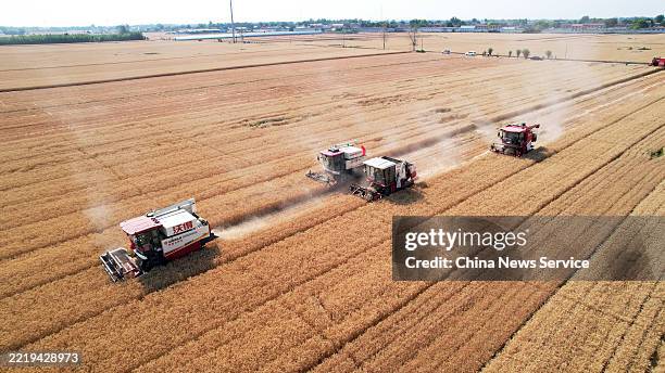 Combine harvesters collect wheat at fields on June 10, 2025 in Shijiazhuang, Hebei Province of China. Driving the accelerated wheat harvest is...