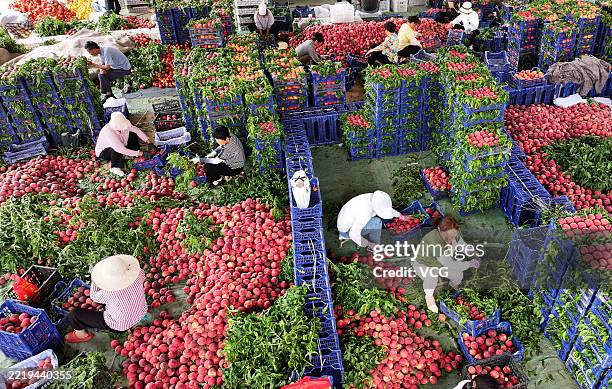 Farmers are busy sorting and packaging peaches at a plantation base on June 10, 2025 in Zaozhuang, Shandong Province of China. Farmers welcome the...