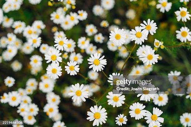 wildflowers in bloom - pianta di camomilla foto e immagini stock