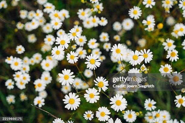 wildflowers in bloom - white flower stock pictures, royalty-free photos & images