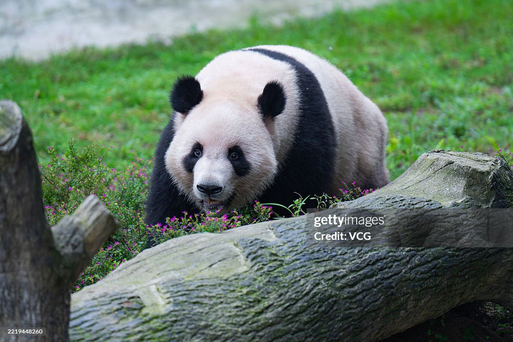 Panda Twins Celebrate Birthday At Chongqing Zoo
