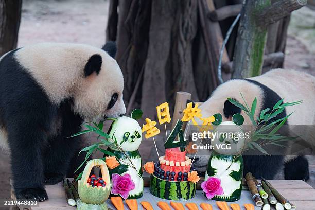 Twin giant pandas Xing Xing and Chen Chen eat special cake made with bamboo and fruit for their 4th birthday at Chongqing Zoo on June 10, 2025 in...