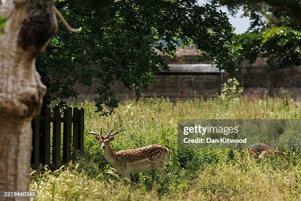Fallow deer stand in a new large enclosure in Greenwich Park on June 10, 2025 in London, England. A new herd of eight fallow and red deer has been...