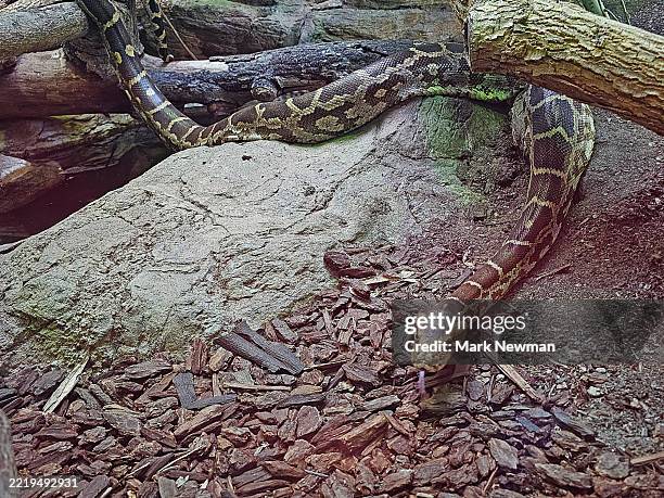 63 Indian Rock Python Stock Photos, High-Res Pictures, and Images ...