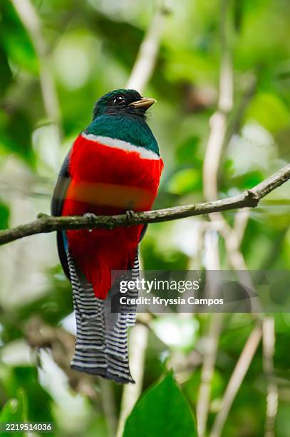 male collared trogon perched on a branch in costa rican cloud forest - la fortuna stock pictures, royalty-free photos & images