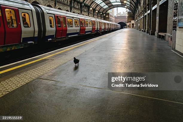 bayswater subway station with a train and a pigeon on the platform. london, uk - sciopero foto e immagini stock